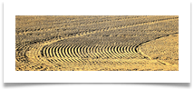 Spring sowing - Warburton - Richard Nicholls Spring sowing - Warburton - Richard Nicholls